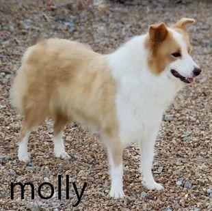 Selbstreinigende Border Collie Welpen sind einzigartig - sie suchen ein neues Zu