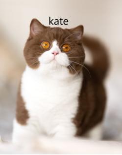 Wunderschöne britische Kurzhaarkätzchen