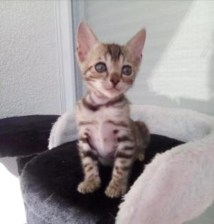 Reinrassige Bengalkitten mit Stammbaum! Mini Leoparden!