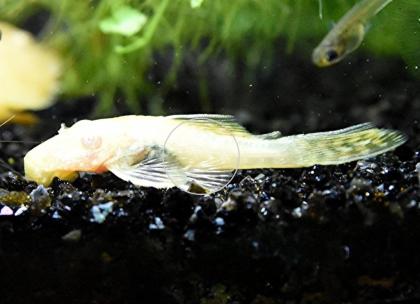 Gold-/ Albinowels (Versand/ Abholung)