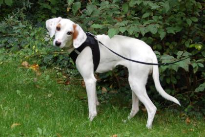 GALA - Mischling - 10 Monate - Tierhilfe-Franken e.V.