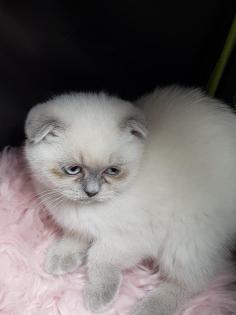 Scottisch fold kitten
