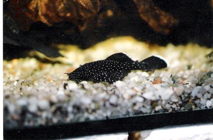 Ancistrus cf hoplogenys