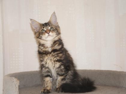 Maine Coon Katzenkinder