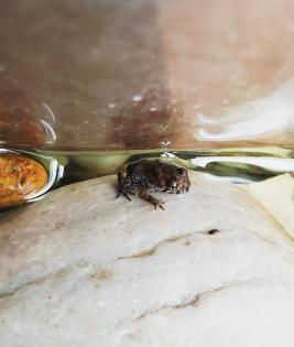 Gelbbauchunke (Bombina variegata) Nachzuchten