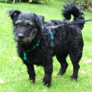 PIPONE - Schnauzer-Dackel-Mix - 8 Jahre - Tierhilfe-Franken e.V.