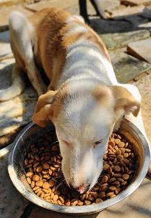 Silas sucht ein passendes Zuhause