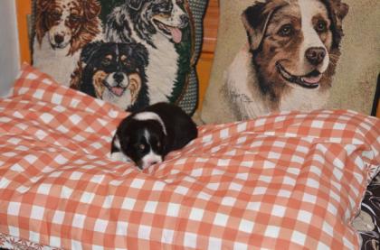 Australian-shepherd-puppies.de Welpen sind am 30.12.2021 geboren. Abgabe im März