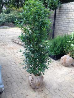 Heckenpflanzen Kirschlorbeer , Eibe , Taxus , Glanzmispel , Thuja
