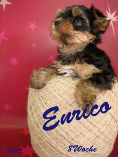 Yorkshire Terrier Welpen (Rüden) 