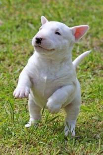 Bullterrier welpen,  sehr, sehr klein, 12 Wochen, Jahresimpfung, CHIP, EU-Impfpa