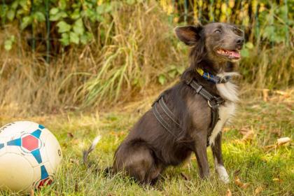 SPITZILEIN - Mischling - 2, 5 Jahre - Tierhilfe-Franken e.V.