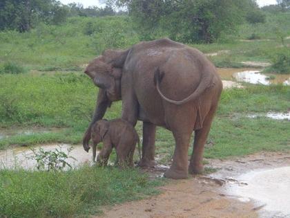 Sri Lanka- Billiger Mietwagen