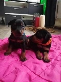 2 Pinscher Jungen