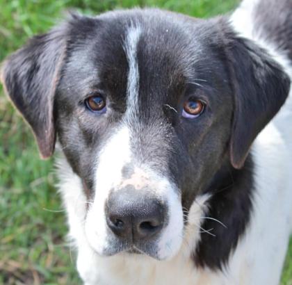 Zaza - nicht ganz so schüchtern wie Zozo