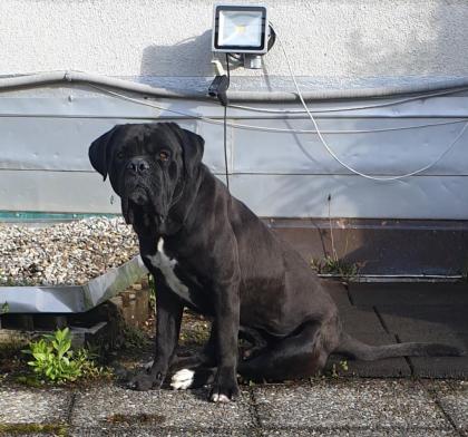 Zürich: Süsse Cane Corso Welpen suchen Lebensplatz