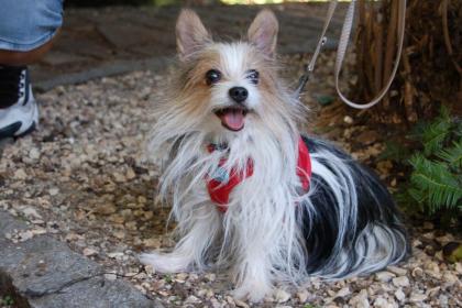SWEET MOGLI - Biewer Yorkshire - 9 Jahre - Tierhilfe-Franken e.V.