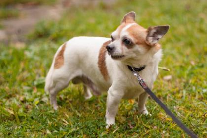 OPI RONNY - Chihuahua - 13, 5 Jahre - Tierhilfe-Franken e.V.