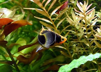 Platys, eigene Zucht (Versand/ Abholung)