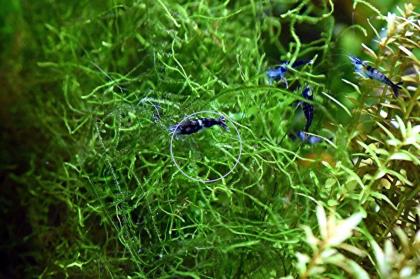 Javamoos, Aquariumpflanzen (Versand/ Abholung)