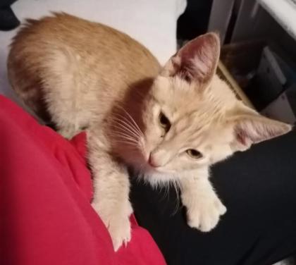 PEPE - europäische Hauskatze - ca. 4 Monate - Tierhilfe-Franken e.V.