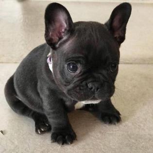 Gesunde französische Bulldoggenwelpen zu verkaufen