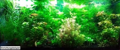 Tannenwedelähnlicher Sumpffreund, Bündel, Aquariumpflanzen (Versand/ Abholung)