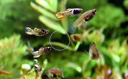 Tiger Endler, reinerbig, RARITÄT, Aktion (Versand/ Abholung)