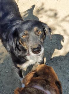 Bonnie sucht eine Familie