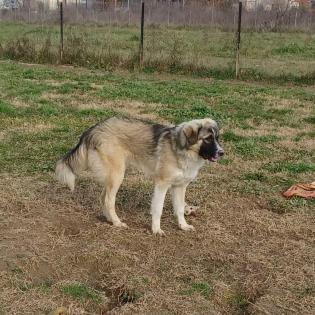 Darla - sucht ein Zuhause ohne kleine Kinder
