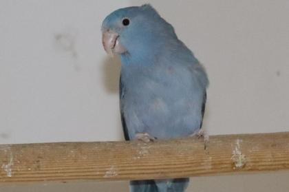 1 Paar Blaugenick dunkelgrün/ blaub x kobaltblau von 2021 zusammen 40, -