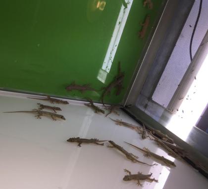 Hausgeckos Stück 7€