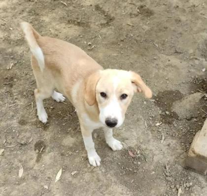 Solea sucht ein passendes Zuhause