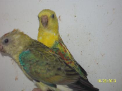 Verkaufe wegen Zuchtumstellung 3 Paare Singsittiche aus Aussenvolierenhaltung