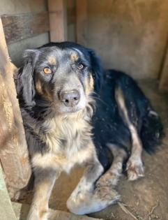 Bonnie sucht eine Familie