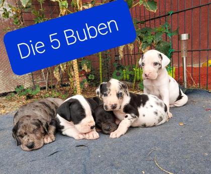 Deutsche dogge