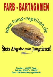 Farbiger Bartagamen Nachwuchs