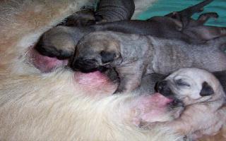 Irish Wolfhound-Welpen