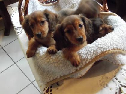 Langh.u. Rauhaardackelwelpen