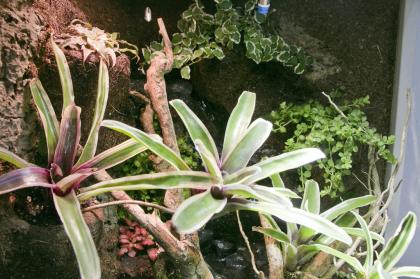 Terrarium für Pfeilgiftfrösche - Paludarium (unser Typ P06)