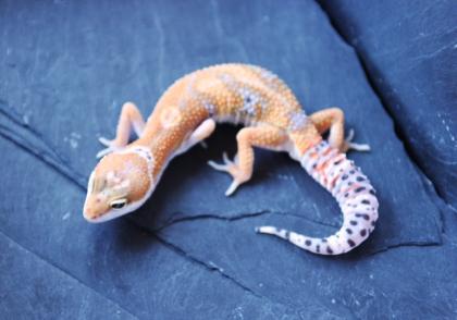 Leopardgeckos HP AKTUALISIERT
