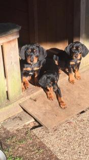 Reinrassige Brandlbracken