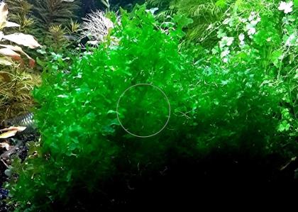 Süsswassertang, Aquarienpflanzen, Aktion, Versand