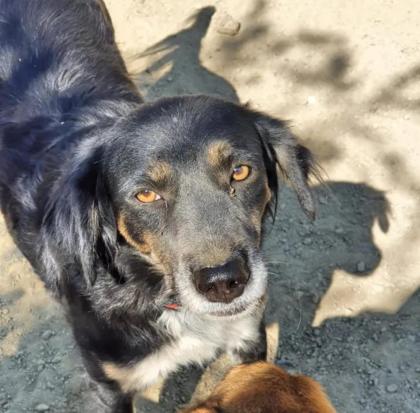 Bonnie sucht eine Familie