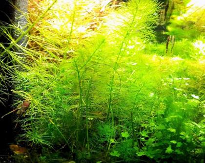 Guyana Tausendblatt, RARITÄT, Aquarienpflanzen , Versand