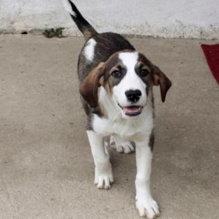 Grisu - wurde zusammen mit Adele gefunden