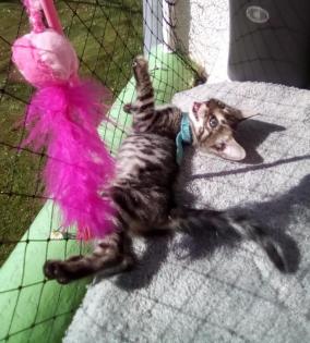 Reinrassige Bengalkitten mit Stammbaum! Mini Leoparden!