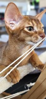 Ein bezauberndes reinrassiges sehr verschmustes Abessinier Kitten mit Stammbaum