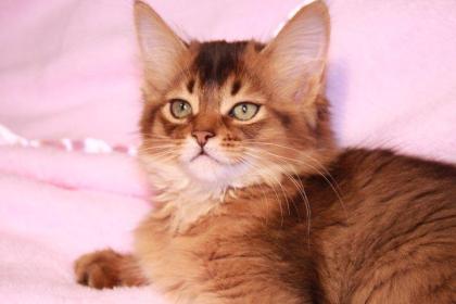 Somali- & Abessinier Kitten in ruddy/ wildfarben, sorrel/ cinnamon, blau & fawn