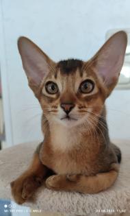 2 bezaubernde reinrassige Abessinier Kitten mit Stammbaum / Abstammungsurkunde
